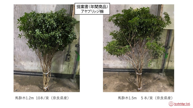 馬酔木
